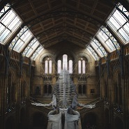 The Natural History Museum